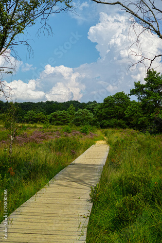 Fototapeta Naklejka Na Ścianę i Meble -  Large green forest in the Netherlands and Belgium, Kempen pine forest and fields full of flowering heather, place for walking and cycling