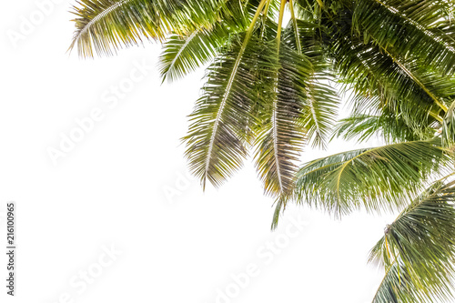 coin de palmes et cimes de cocotiers sur fond blanc 