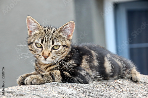 Кошки домашние
