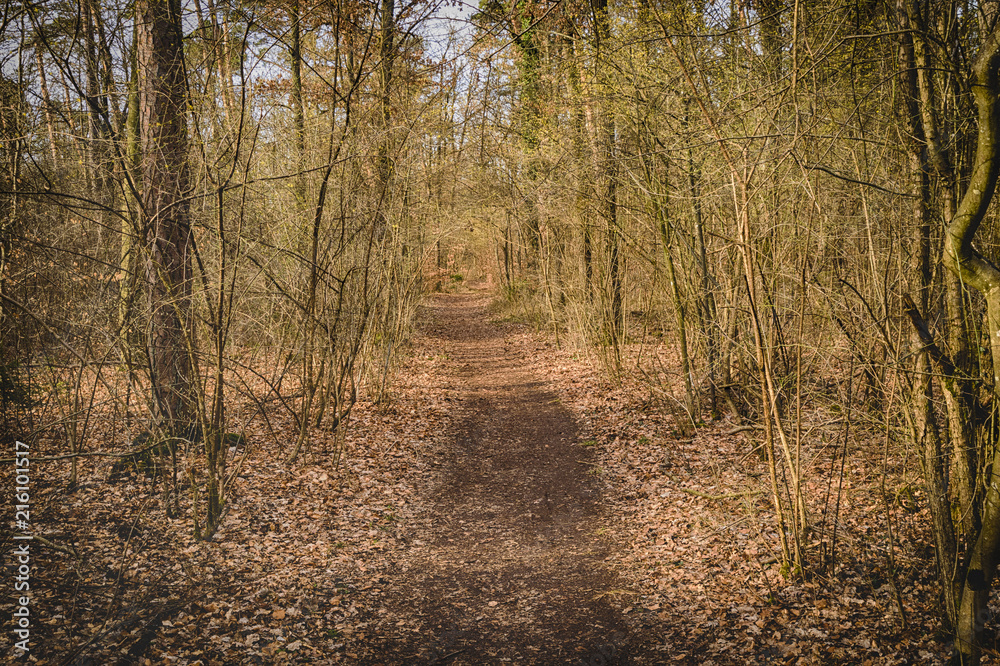 Walkway Lane Path With Trees in Forest. Beautiful Alley, road In Park. Way Through Autumn Forest. Germany Walkway Lane Path With Trees in Forest. Beautiful Alley, road In Park. Way Through Autumn Forest. Germany