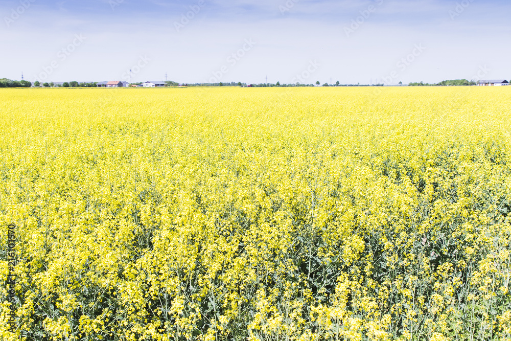 Fototapeta premium Rapeseed field with blue sky