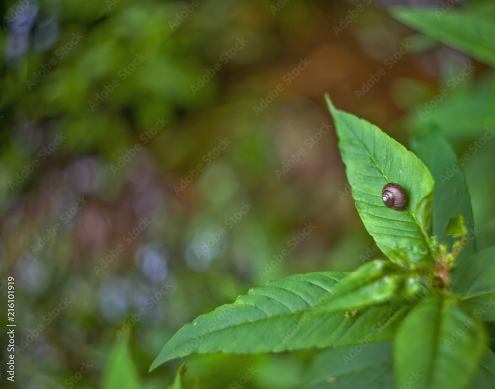 Green leaves with snail with a blurred background and bokeh Green leaves with snail with a blurred background and bokeh