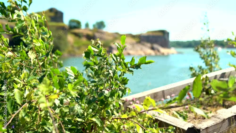 Green Brush Moving heavily in Wind with Blue Water in Background in 4K Green Brush Moving heavily in Wind with Blue Water in Background in 4K