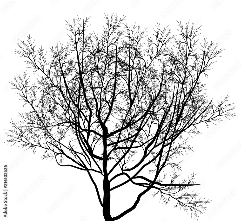 bare tree black silhouette isolated on white