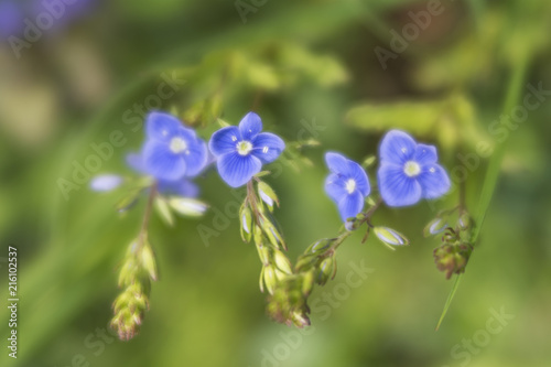 Tiny blue wildflowers