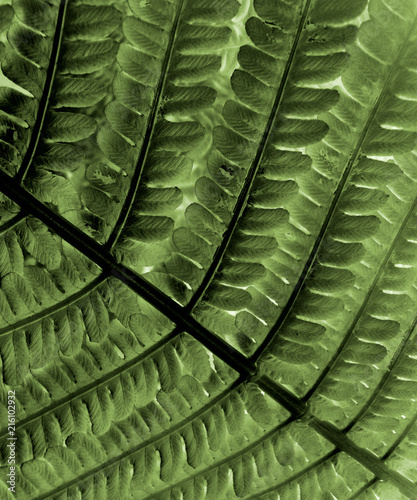 fern leaves. khaki. green. marsh. olive. texture. background.