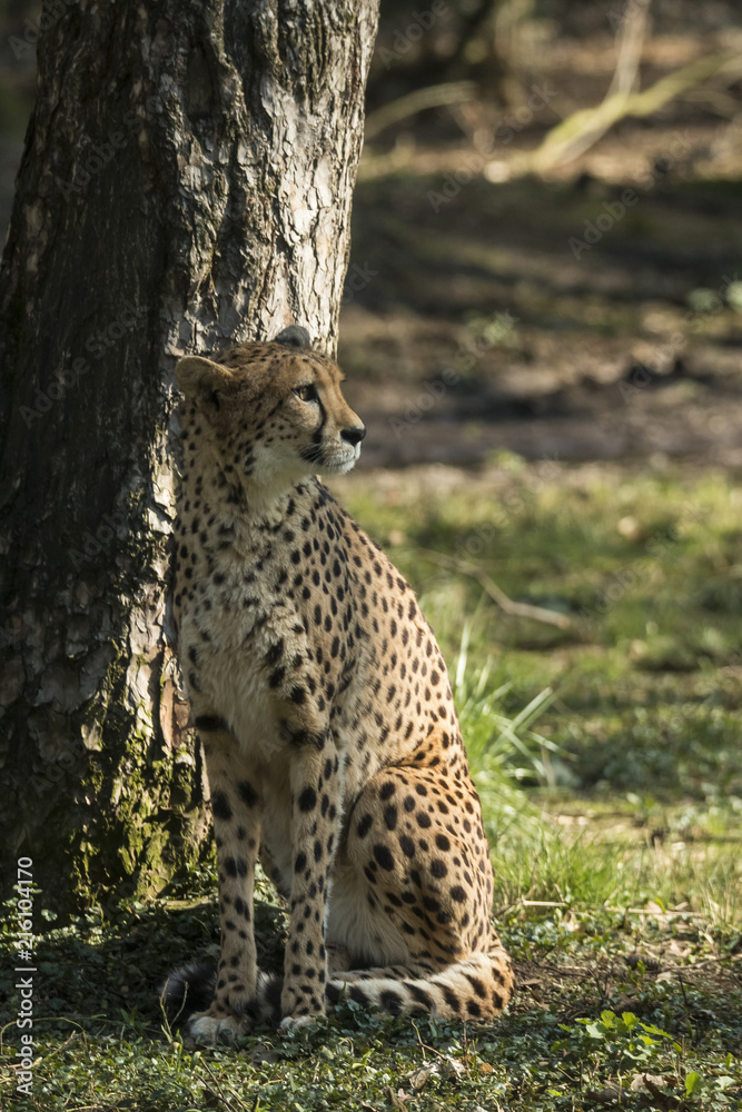 Fototapeta premium Cheetah, Acinonyx jubatus
