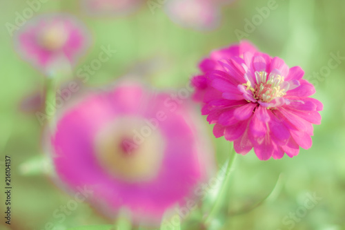 Beauty flower
