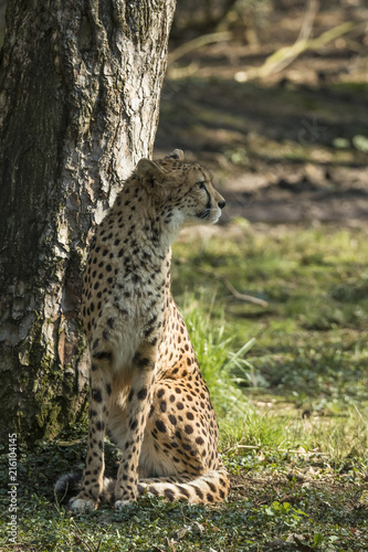 Cheetah, Acinonyx jubatus