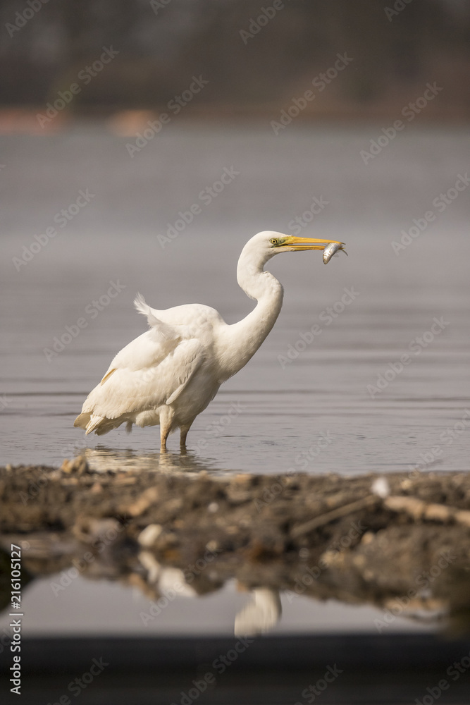 Heron, Great White Egret.