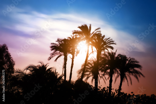 Silhouettes of palm trees against dark sky