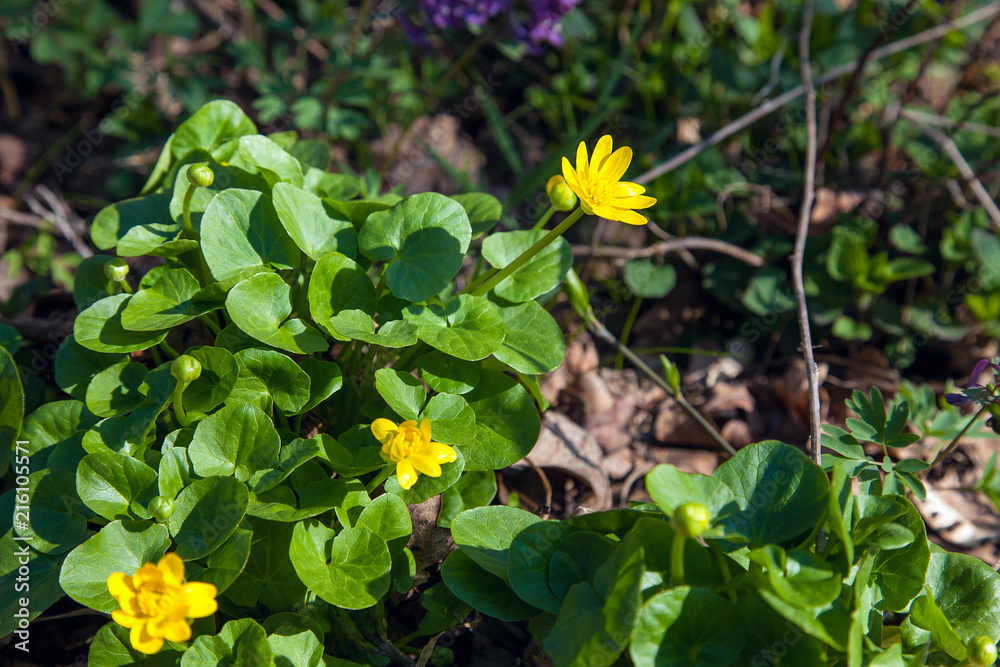 Fototapeta premium Group of Marsh Marigold (Caltha palustris) blooming in spring forest.