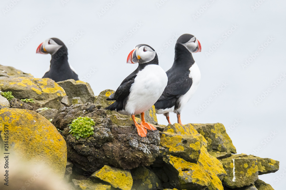 Puffin, Fratercula arctica Puffin, Fratercula arctica