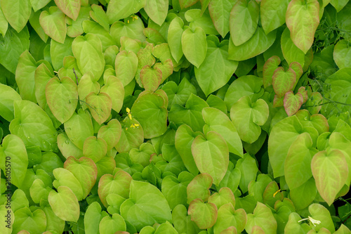 barrenwort plant leaves for background design, epimedium pinnatum