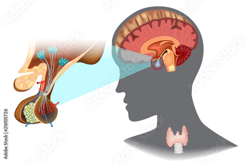 Structure of the hypothalamic-pituitary thyroid axis (HPT)
 photo