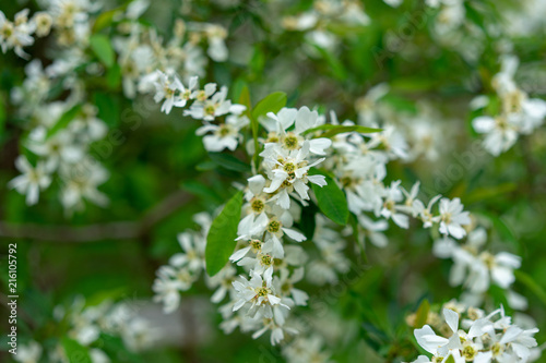 blooming plant with white flower buds, exochorda korolkowii © DSGNSR