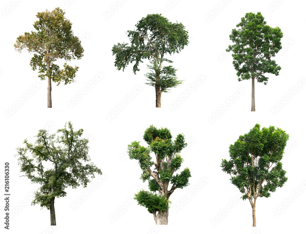 The collection of isolate trees on white background.
