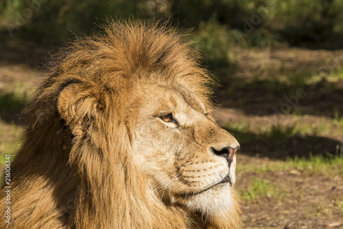 Lion  male.  Panthera leo