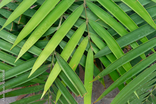 palm or coconut leaf weave design