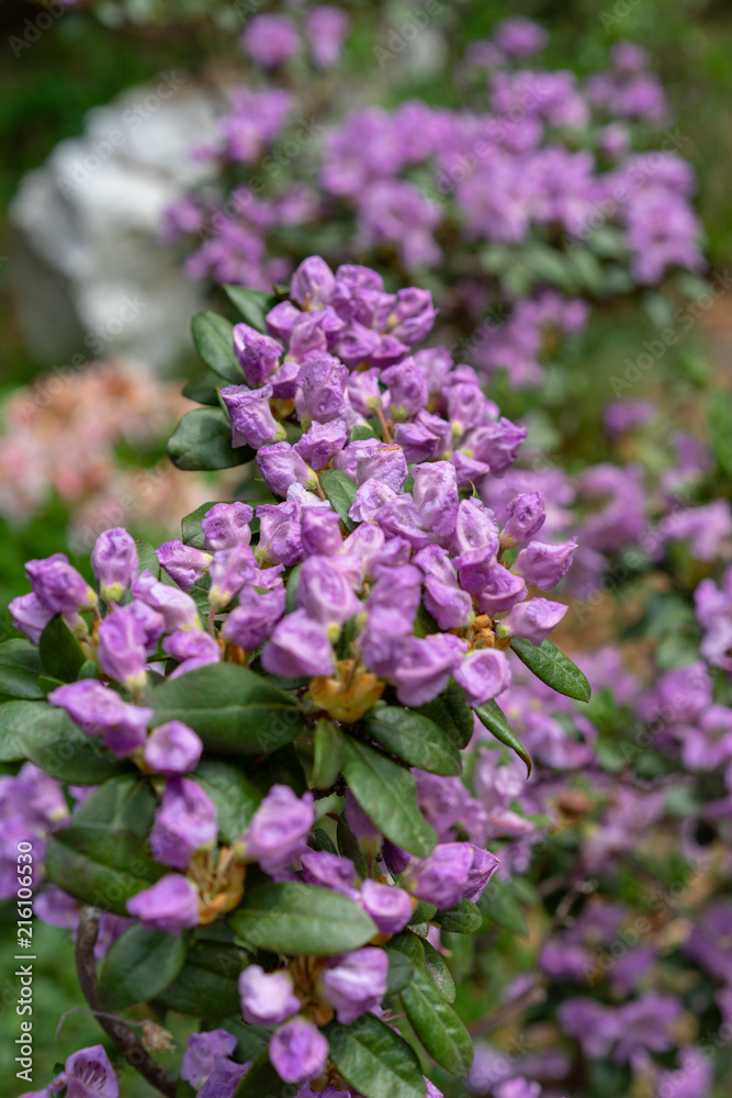 Purple flowers, rhododendron hybridum lanvendula