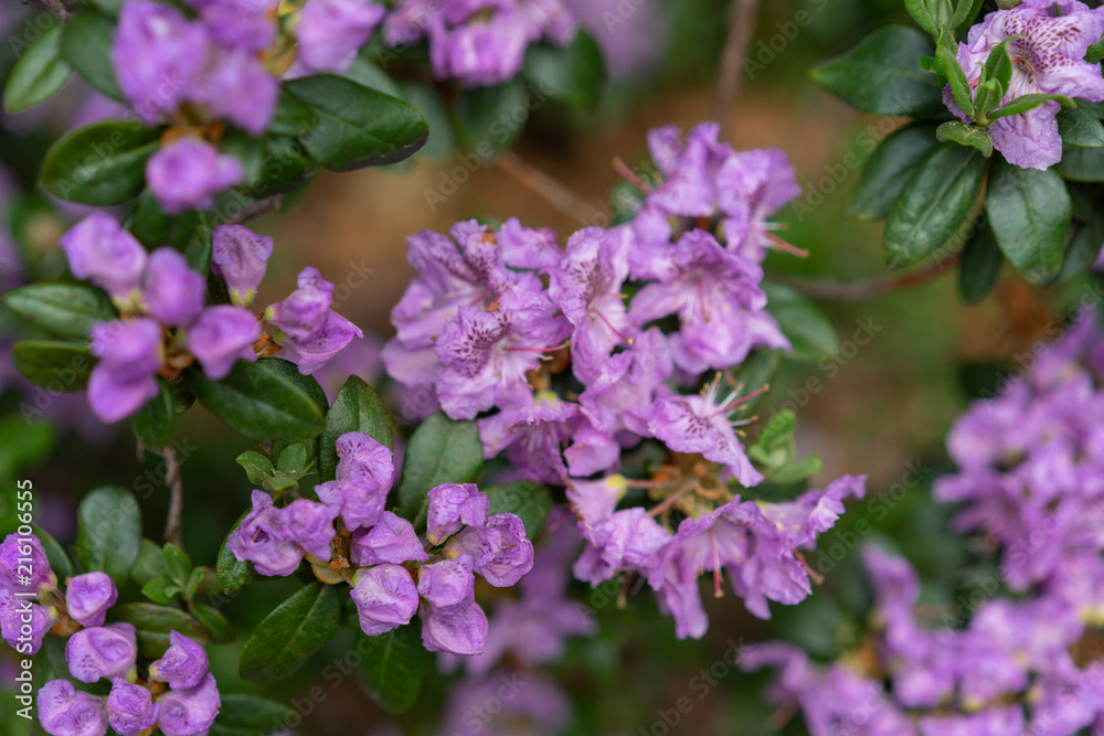 Purple flowers, rhododendron hybridum lanvendula