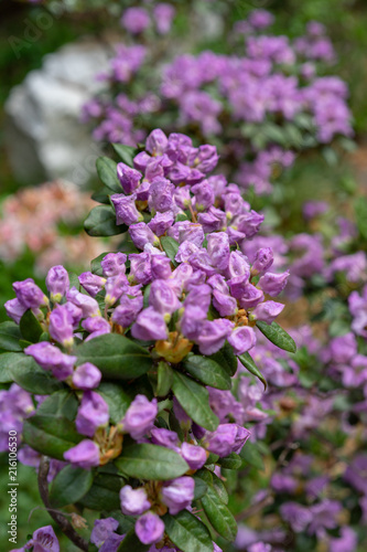 Fototapeta Naklejka Na Ścianę i Meble -  Purple flowers, rhododendron hybridum lanvendula