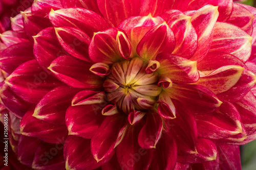 Fototapeta Naklejka Na Ścianę i Meble -  Red dahlia flower isolated on white background
