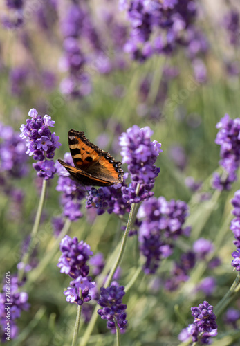 Fototapeta Naklejka Na Ścianę i Meble -  Colorful Butterfly on the blooming lavender flowers