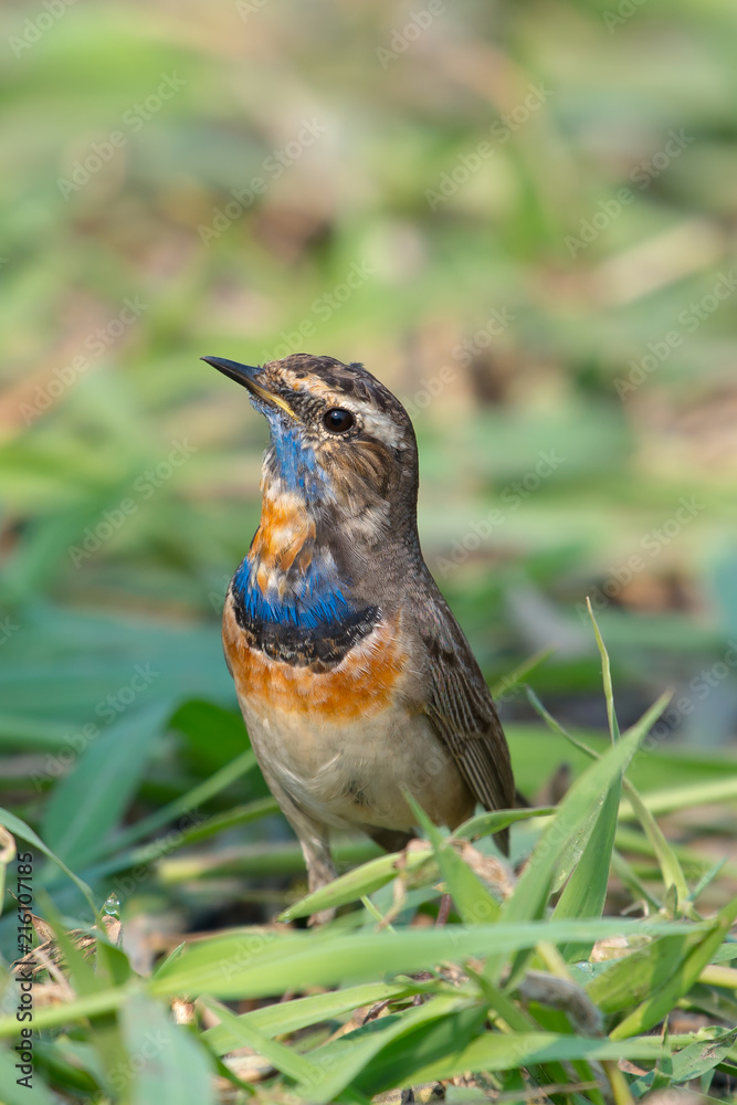 Fototapeta premium Male Bluethroats from Alaska, Bluethroat is one of the handful of birds that breed in North America and winter in Asia.