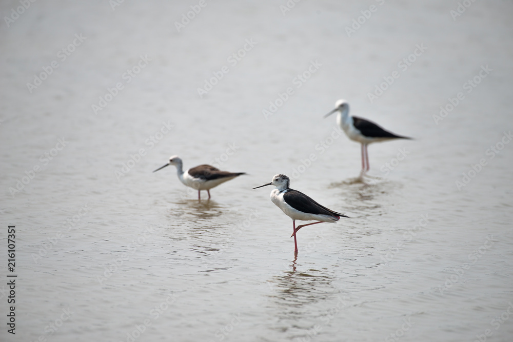 Black-winged stilt have long pink legs, breeding habitat of all these stilts is marshes, shallow lakes and ponds. Some populations are migratory and move to the ocean coasts in winter Black-winged stilt have long pink legs, breeding habitat of all these stilts is marshes, shallow lakes and ponds. Some populations are migratory and move to the ocean coasts in winter