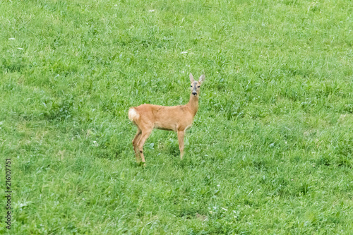 Fototapeta Naklejka Na Ścianę i Meble -  Deer in the woods