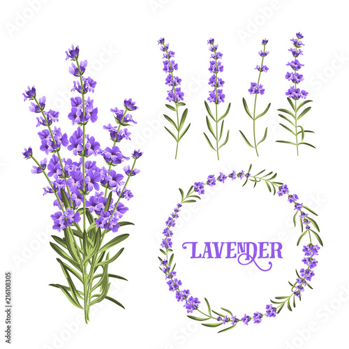 Set of lavender flowers elements. Botanical illustration. Collection of lavender flowers on a white background. Vector illustration bundle.