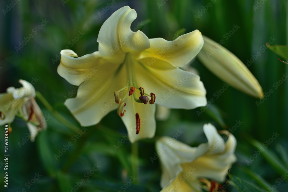 Naklejka premium Flowers of the White Lily with buds and green leaves bloom in the garden