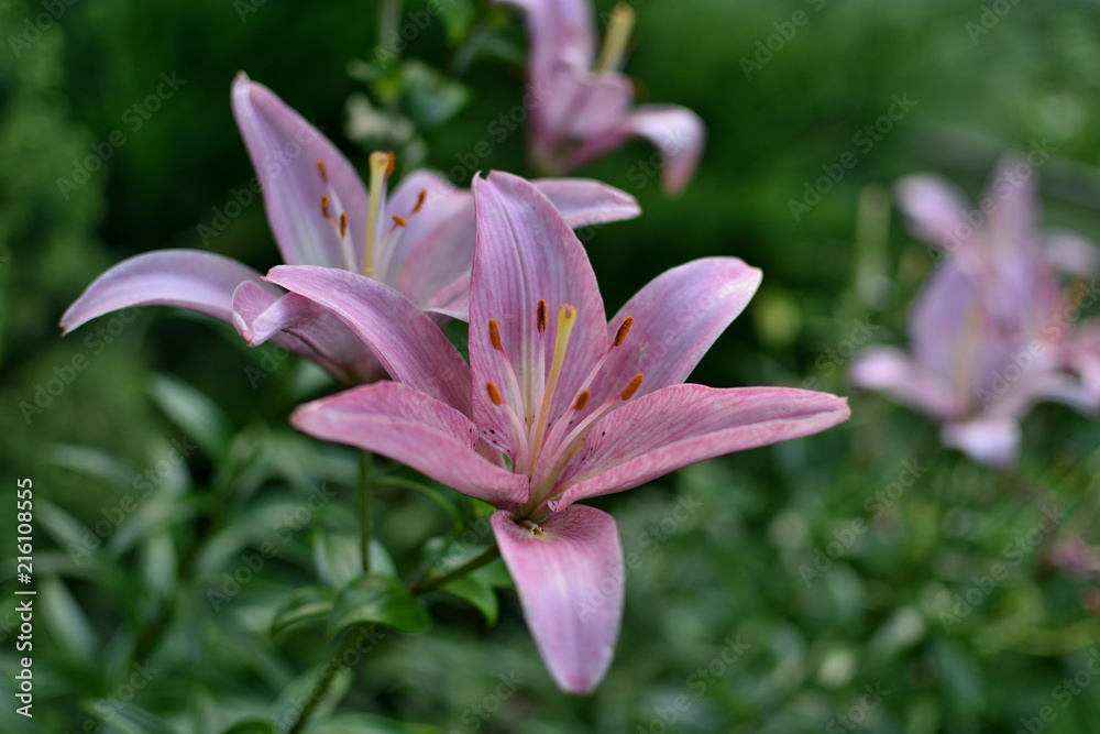 Flowers of pink lilies with green leaves bloom in the garden