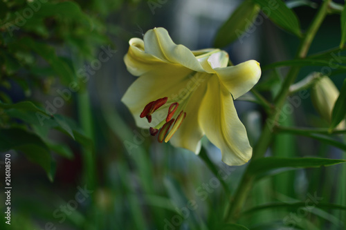 Flowers of a White Lily with green leaves bloom in the garden