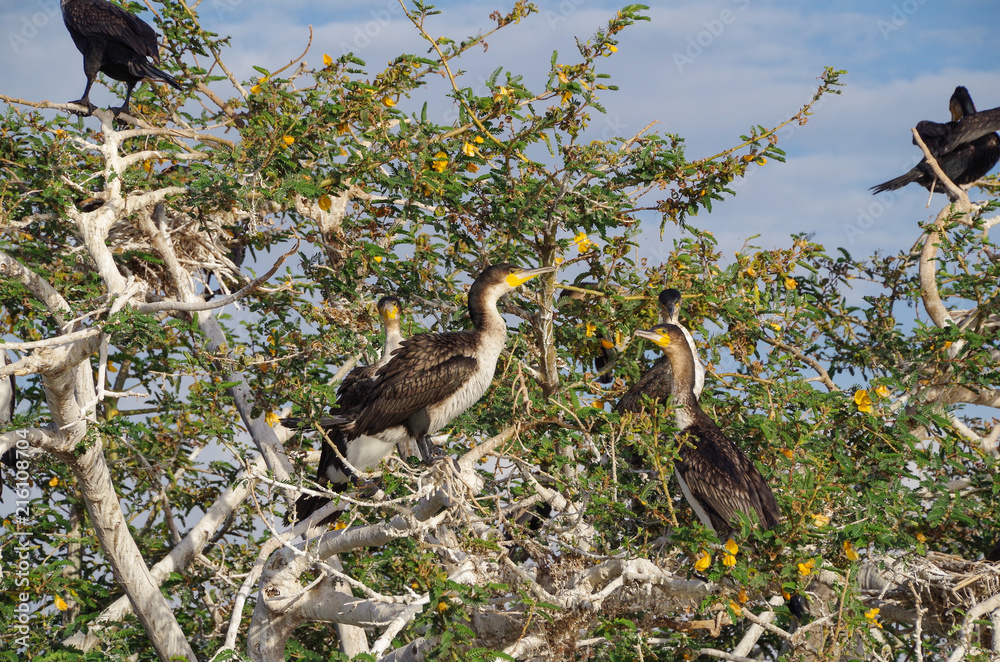 Fototapeta premium Cormorants. Nest in colonies around the shore, on trees. Coastal birds. Nature and travel. Ethiopia, Rift Valley lakes, freshwater Lake Zway or Lake Ziway