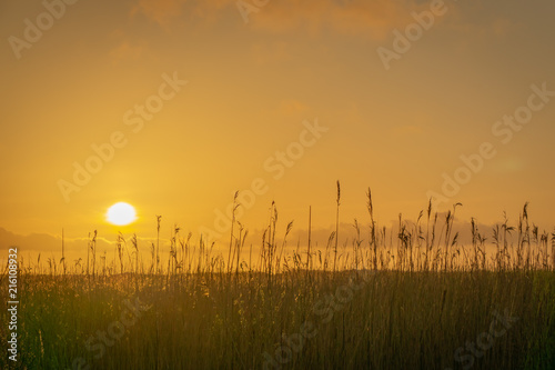 Rising sun at a field