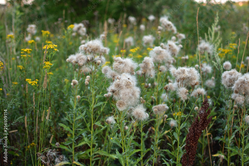 Plant Thistle Carduus Crispus seeds after flowering