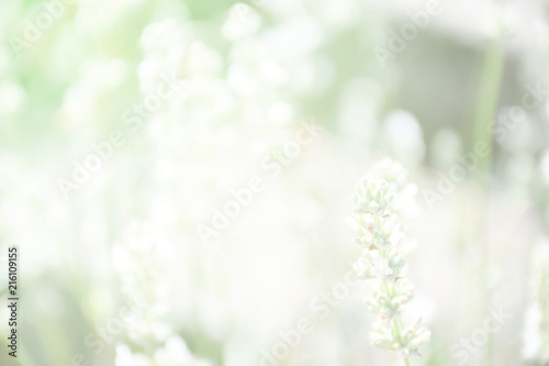 Abstract non focus blur background of lavender flower blossoms and growing in sol, plant in summer garden with green light soft and bokeh. Flower medical and aroma concept photo