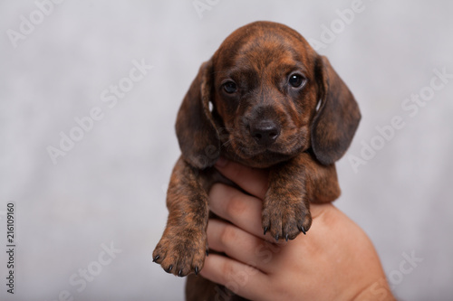 cute puppy Dachshund on a gray background in the Studio tiger color © serova_ekaterina
