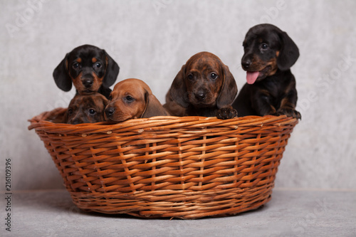 lots of cute Dachshund puppies on grey background in Studio isolated in basket
