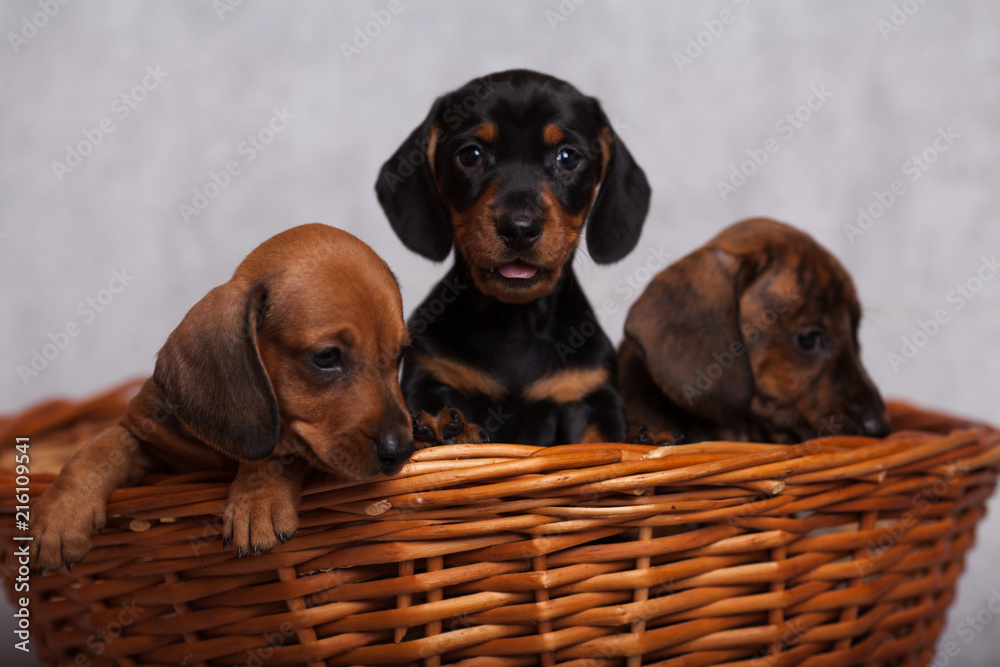 lots of cute Dachshund puppies on grey background in Studio isolated in basket lots of cute Dachshund puppies on grey background in Studio isolated in basket