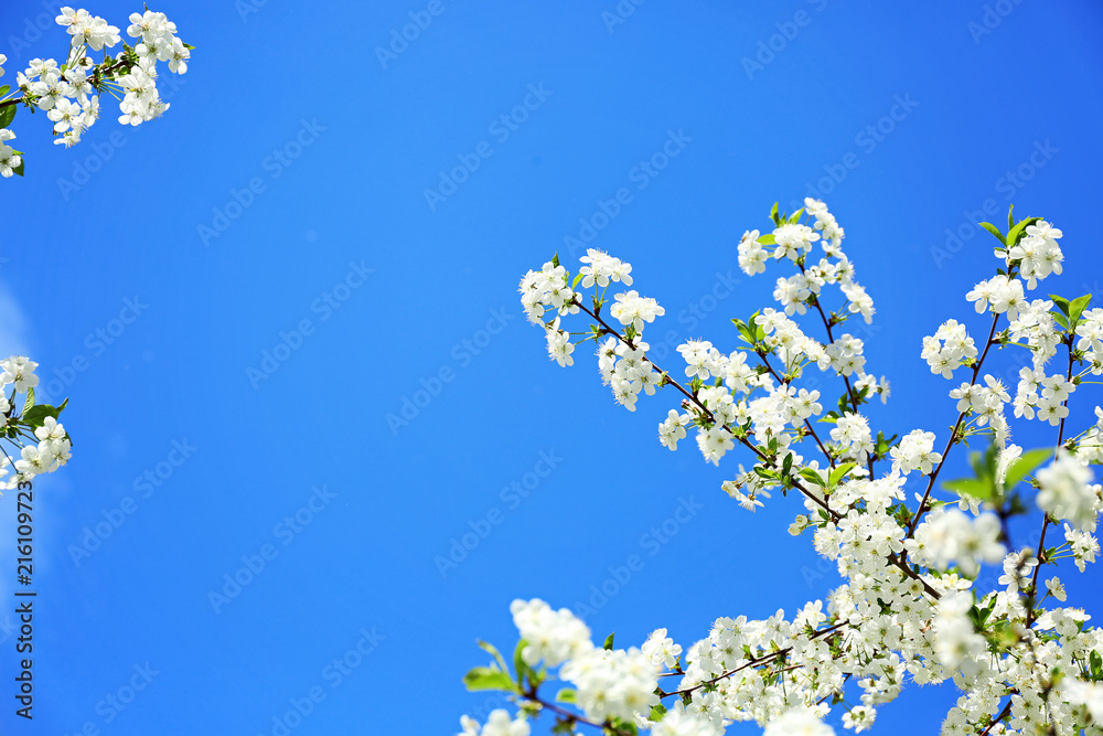 Beautiful blossoming tree branches against blue sky