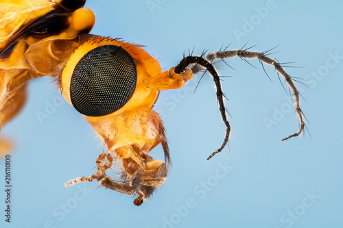 Spotted Crane-Fly, Nephrotoma appendiculata photo