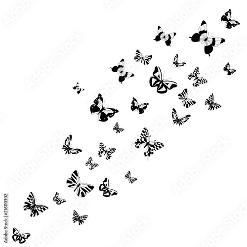 vector, isolated, silhouette of a butterfly flying, postcard © zolotons
