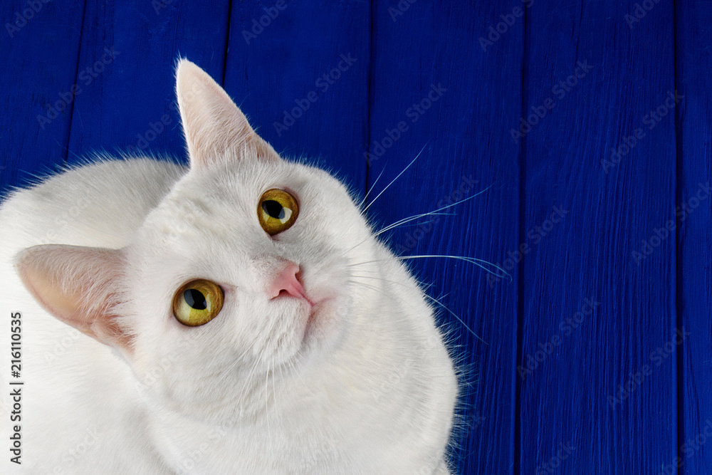 white cat yellow eyes