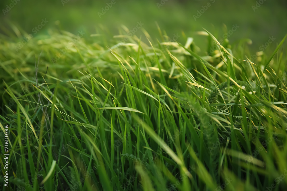 Lush green grass on spring day Lush green grass on spring day
