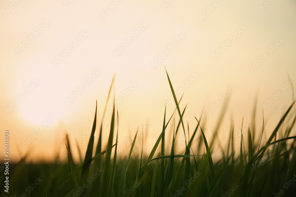 Lush green grass in spring evening
