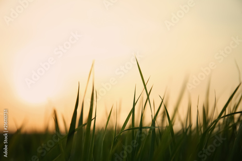 Lush green grass in spring evening