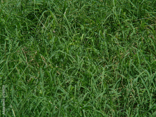 трава